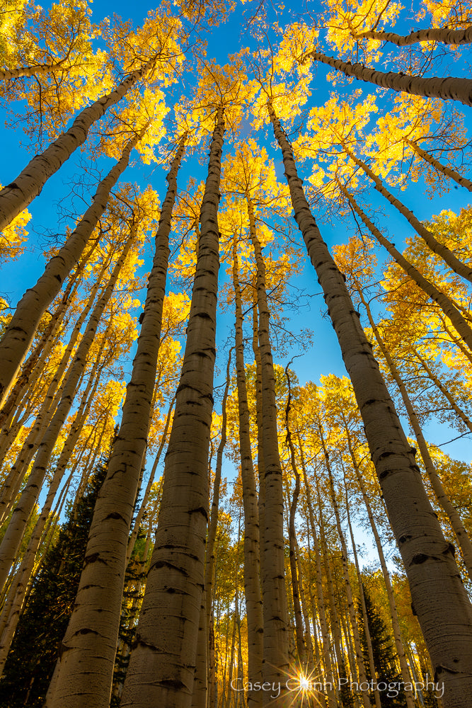 Towering Aspens