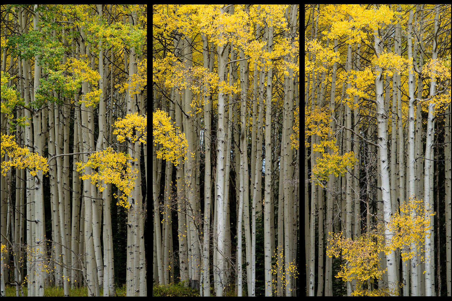 Fall Symphony
