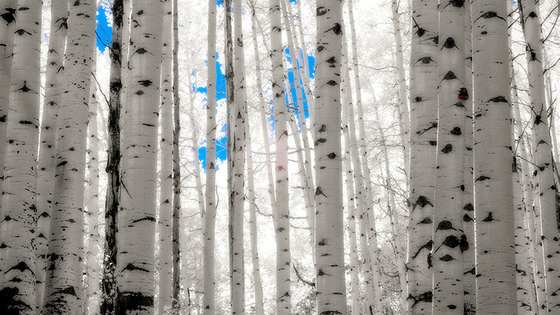 The Making of Spirit of the Forest
