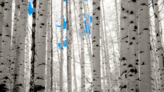 The Making of Spirit of the Forest