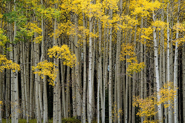 Colorado Landscapes