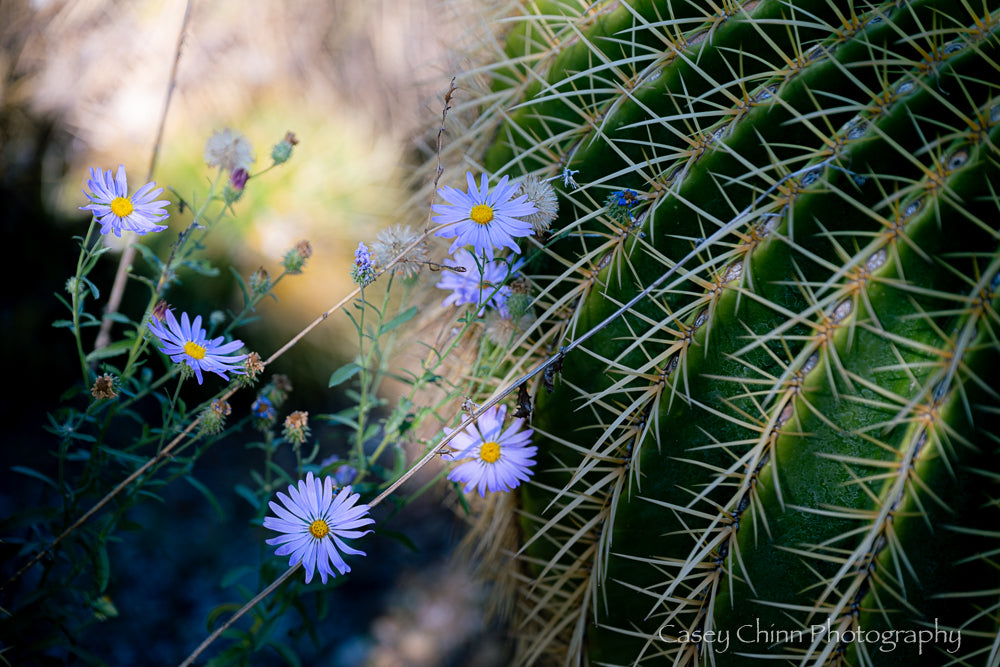 Purple Aster and Barrel Cactus