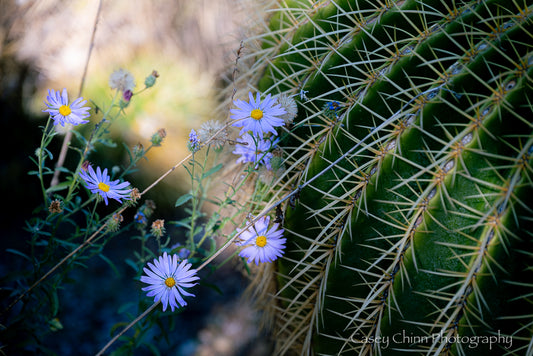 Purple Aster and Barrel Cactus