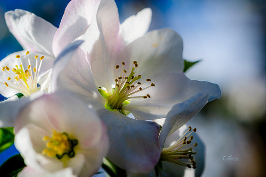 Apple Blossoms