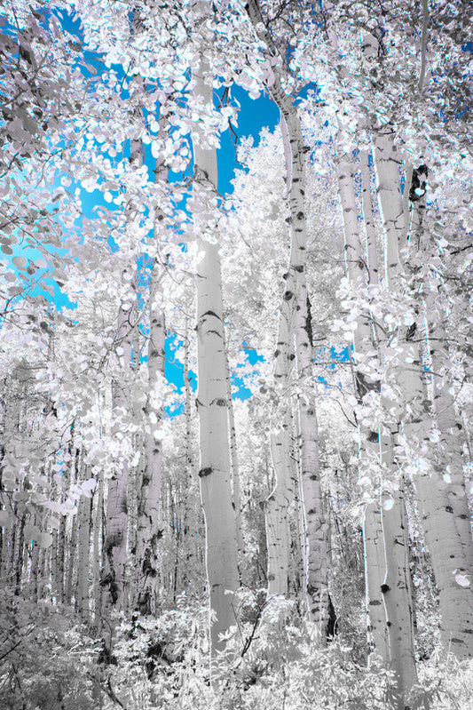 Blue Sky Day