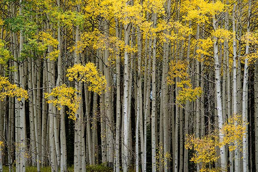 Fall Symphony - Traditional Photo Print
