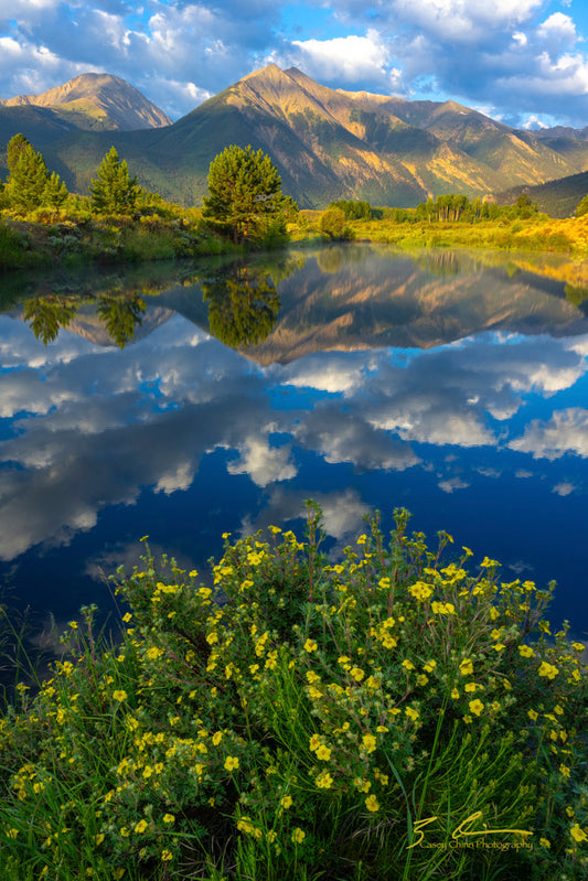 Flowers and Clouds