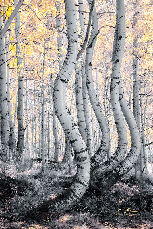 Mystic Forest - Canvas