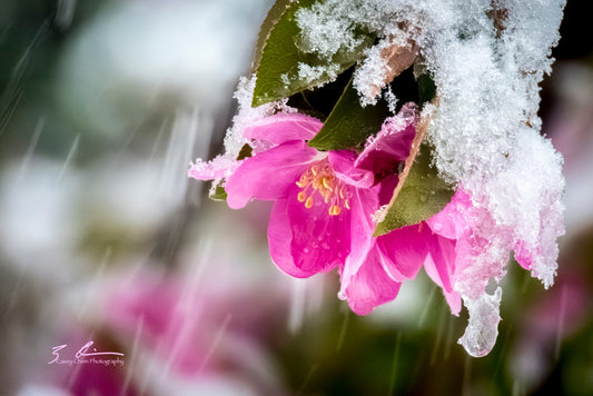 Promise of Spring