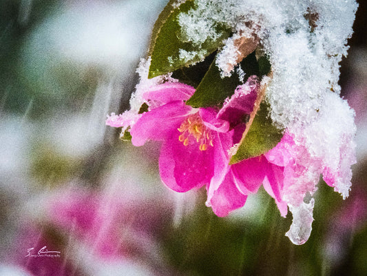 Promise of Spring