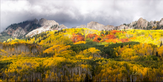 Fall Awakening - Canvas