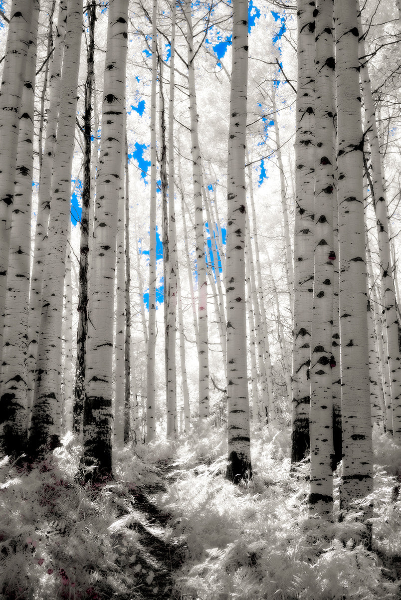 Spirit of the Forest - Canvas