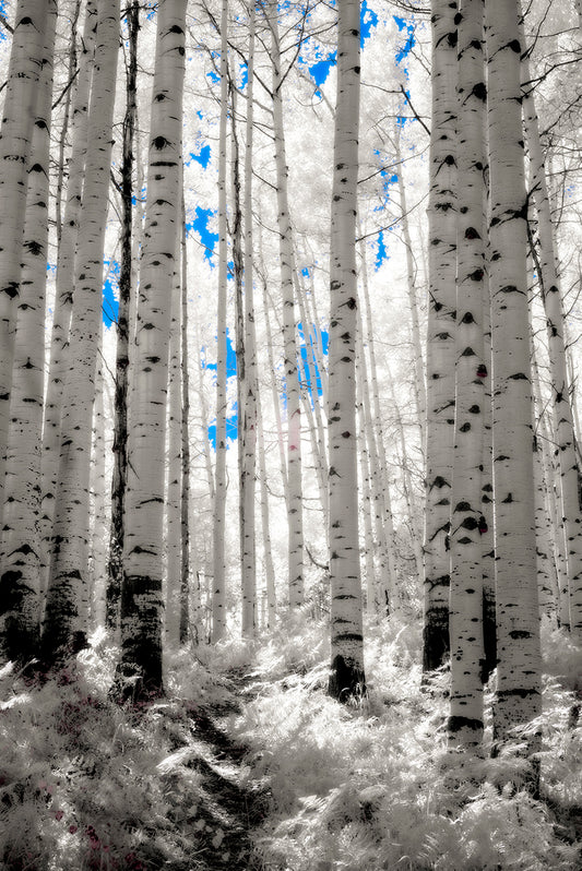 Spirit of the Forest - Canvas